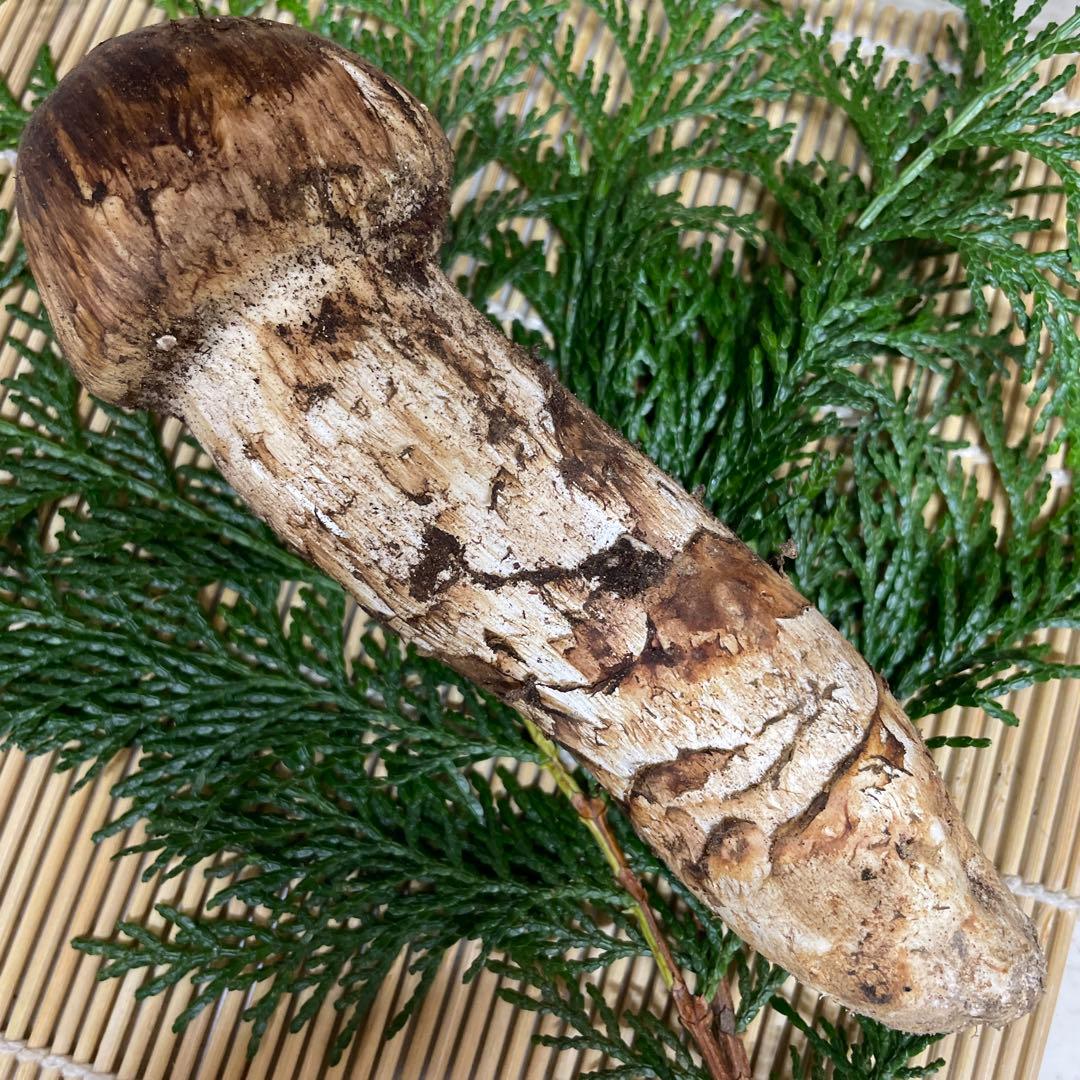 広島県産　松茸　極太
