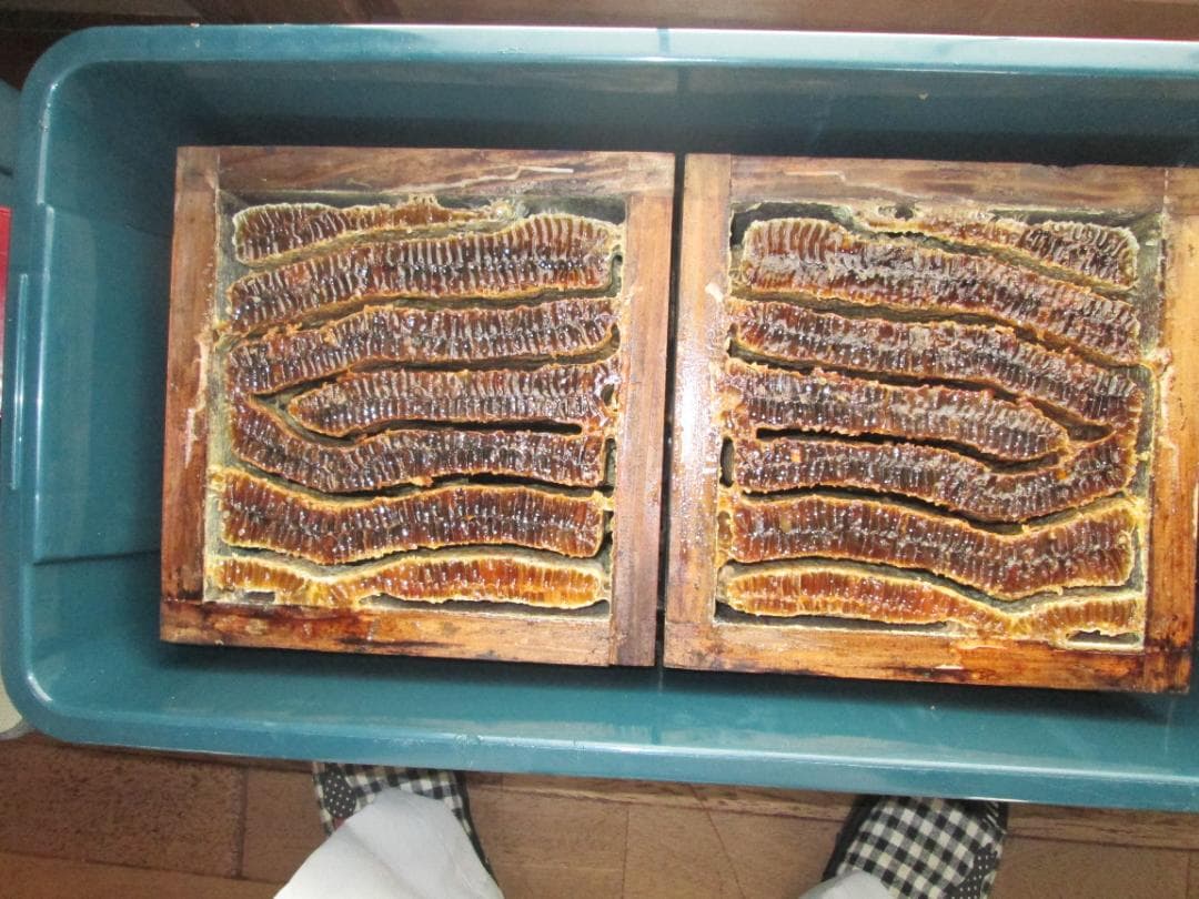 日本ミツバチ（日本蜜蜂）の蜂蜜　2本合計２，４ｋｇ