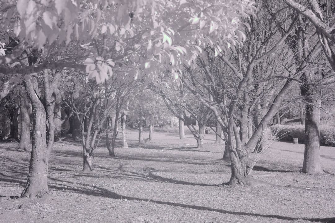 赤外線フィルター搭載 天体撮影や幻想的な撮影に!! Nikon D70