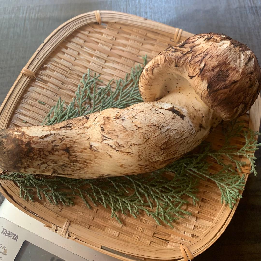 ③秀品極太【岩手県産天然松茸】収穫最終　国産本場　つぼみ　開き　採れたて196g