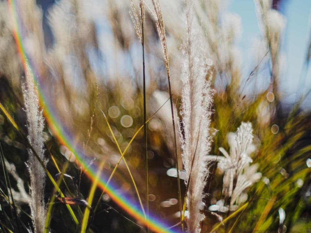 OLYMPUS H.ZUIKO 42mm F1.2 PEN Fマウント