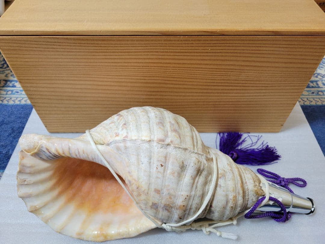 法螺貝　ホラガイ　約40cm