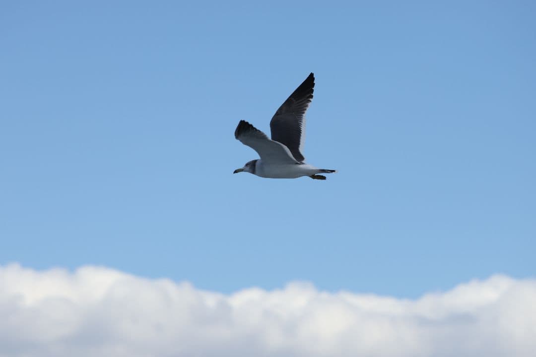 CANON EF70-200mm F4L IS USM 美品