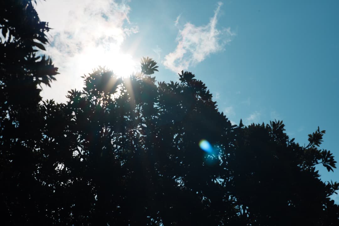 【極美品】Carl Zeiss Planar 85mm F1.4 MMJ 713