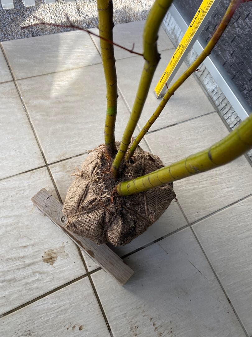 イロハモミジ　株立ち　H1.5m