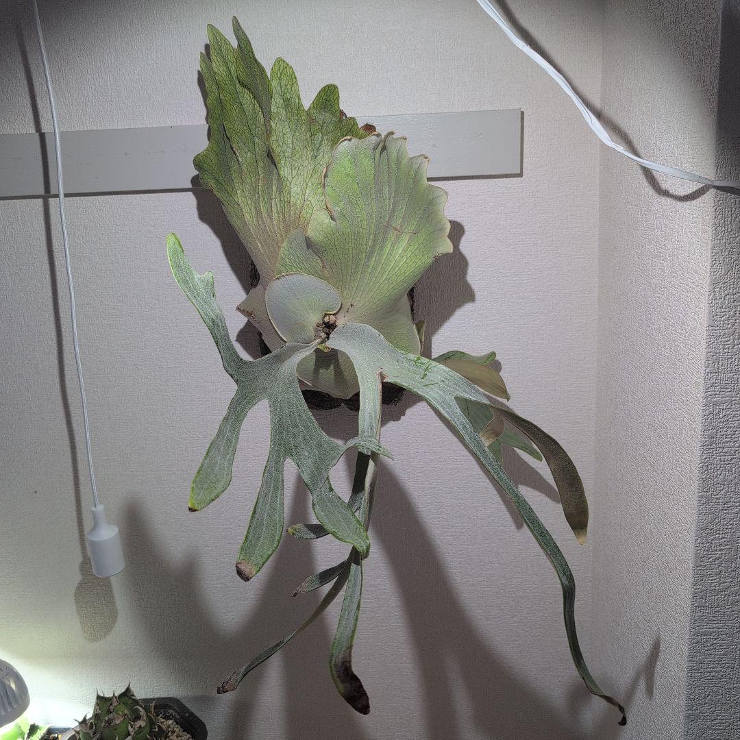 大型 ビカクシダ P.Omo