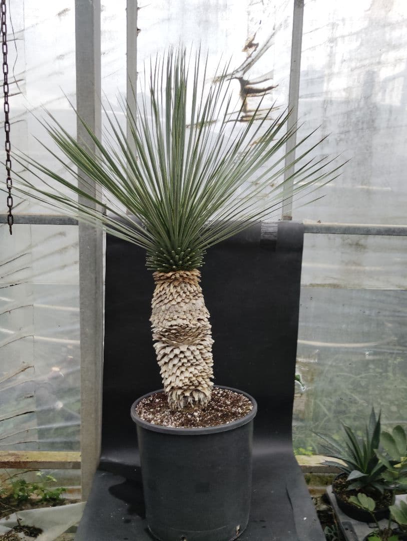 ユッカ　ロストラータ　ブルーベルベット　大株　幹立ち