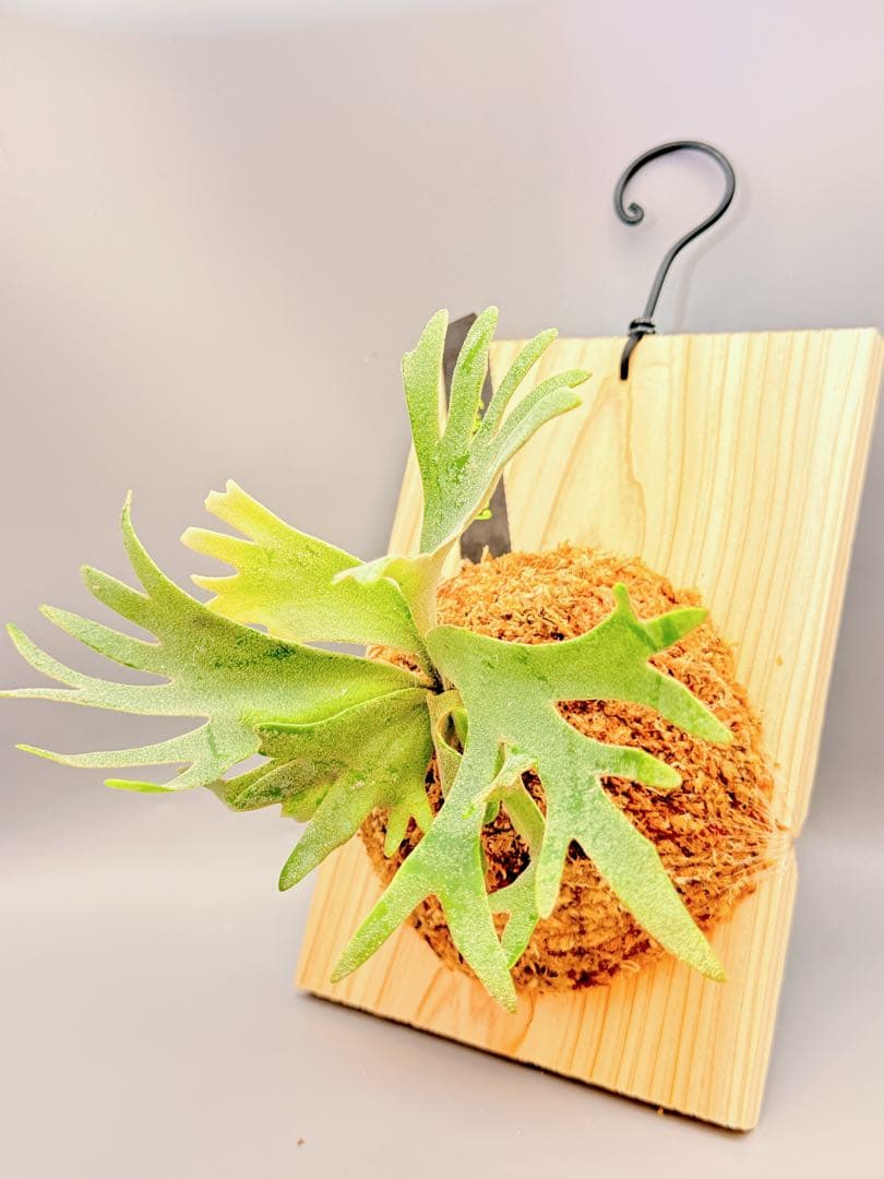 ルゴッサ　ビカクシダwillinckii Golden Boy spore