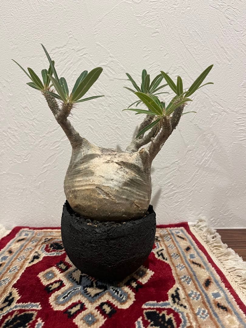 パキポディウム　グラキリス　現地球　発根済　たけろうぽっと